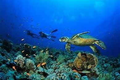 Egypt International Diving